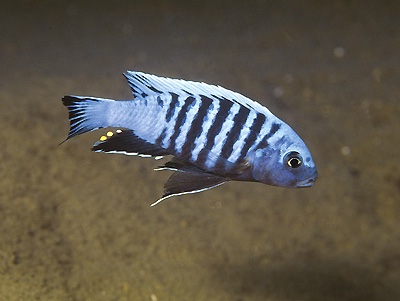 Maylandia pulpican 'Londo Bay'